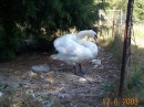 Mute Swan (male) * 600 x 450 * (102KB)
